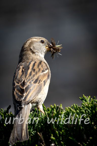 Mus met een insecten in zijn snavel, zittend op een heg.
