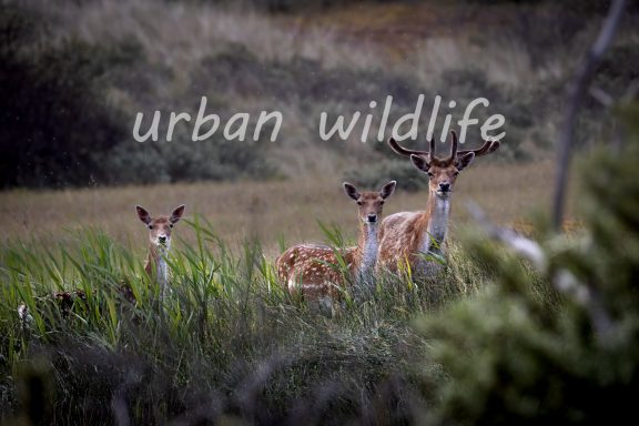 35 Herten vader, moeder en kind