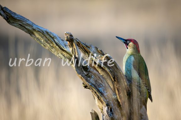 Groene specht zittend op een tak met een natuurlijke achtergrond.