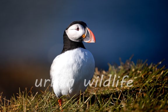 Puffin 2
