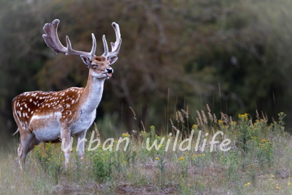 36 Damhert die zijn tong uitsteekt