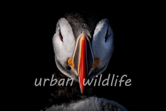 Puffin in het donker