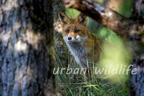 Vos kijkt tussen bomen door in een natuurlijke omgeving.