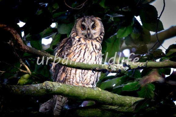 34 Een uil zit op een tak te midden van groene bladeren.