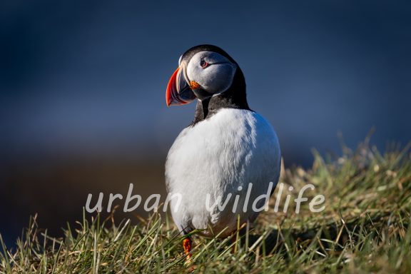 Puffin 1