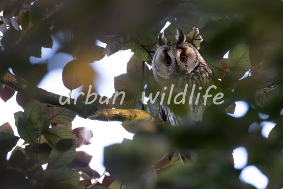 33 Een uil zittend tussen bladeren in een boom.