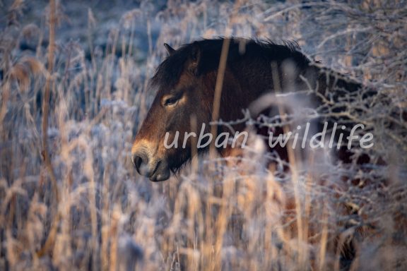 Een paard staat in een ijzige omgeving tussen de struiken.